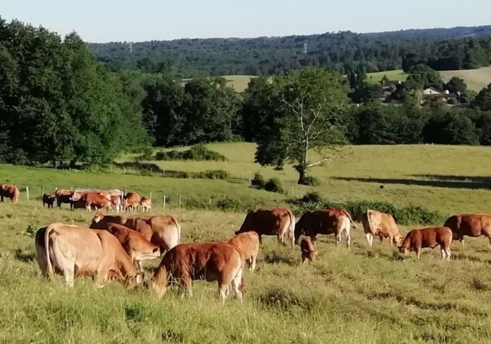Gite Aux Bois D'En Temps Lunas  Exterior foto